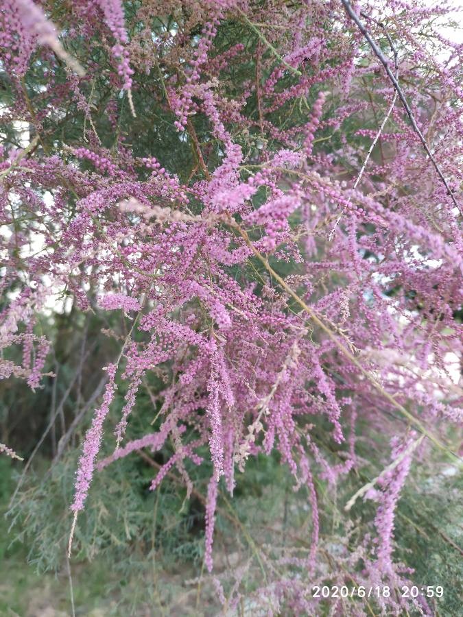 small-flowered tamarisk