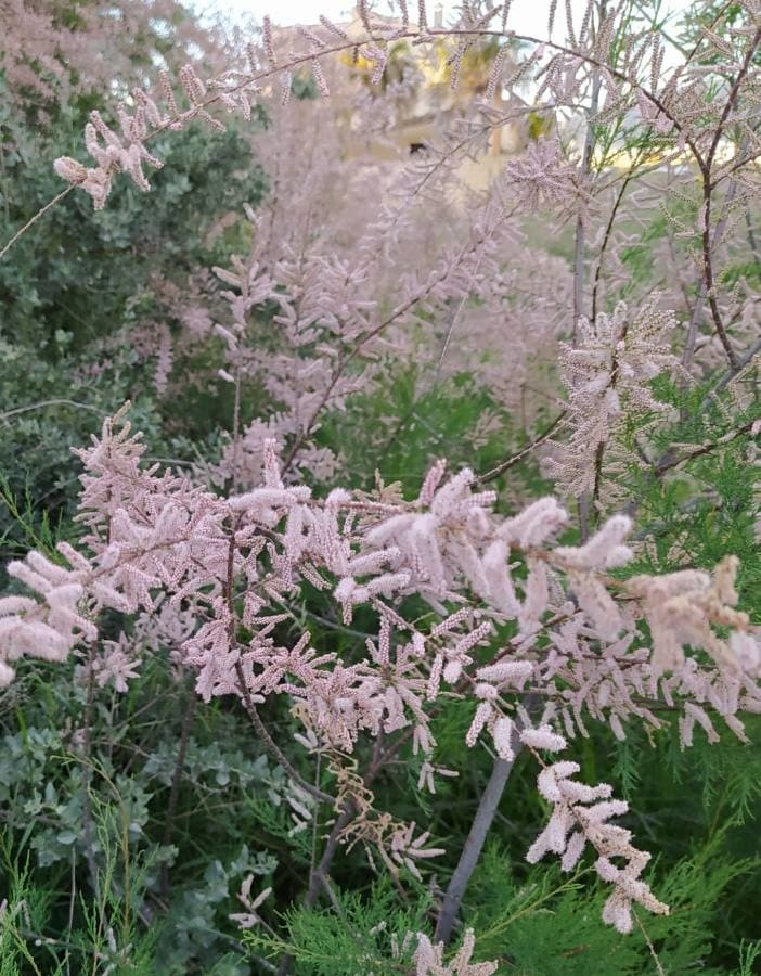 small-flowered tamarisk