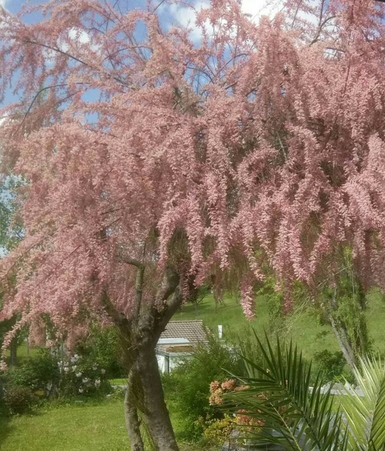 small-flowered tamarisk