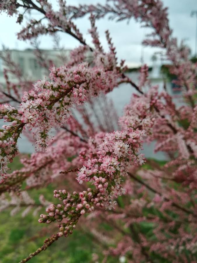 small-flowered tamarisk