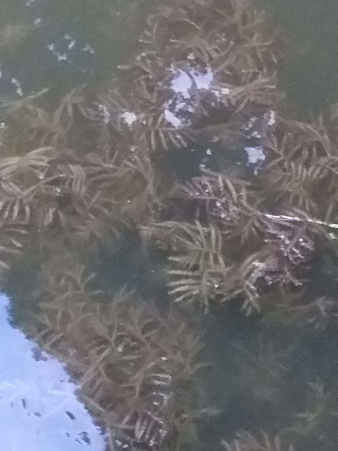 curled pondweed