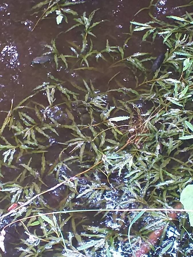 curled pondweed