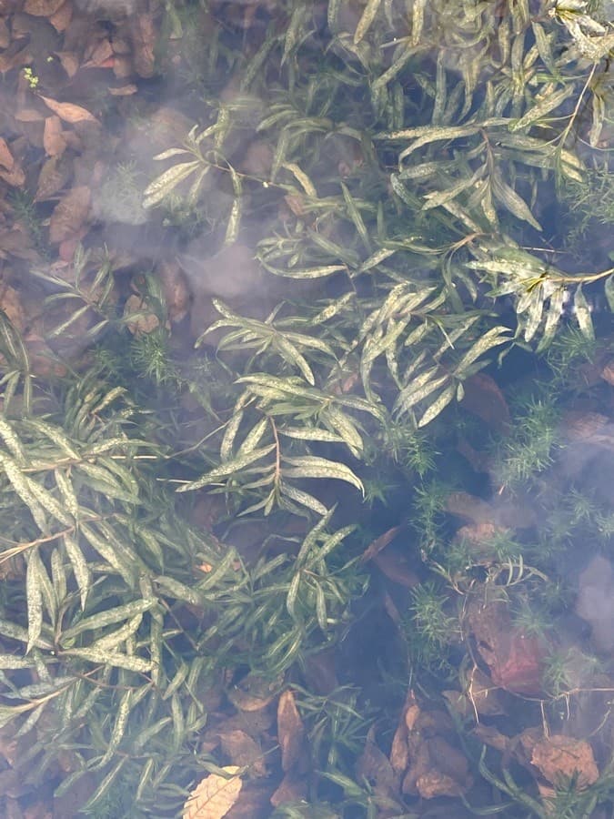 curled pondweed