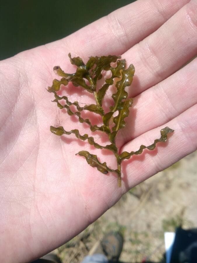 curled pondweed