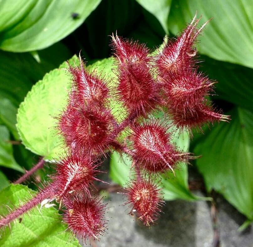 wineberry