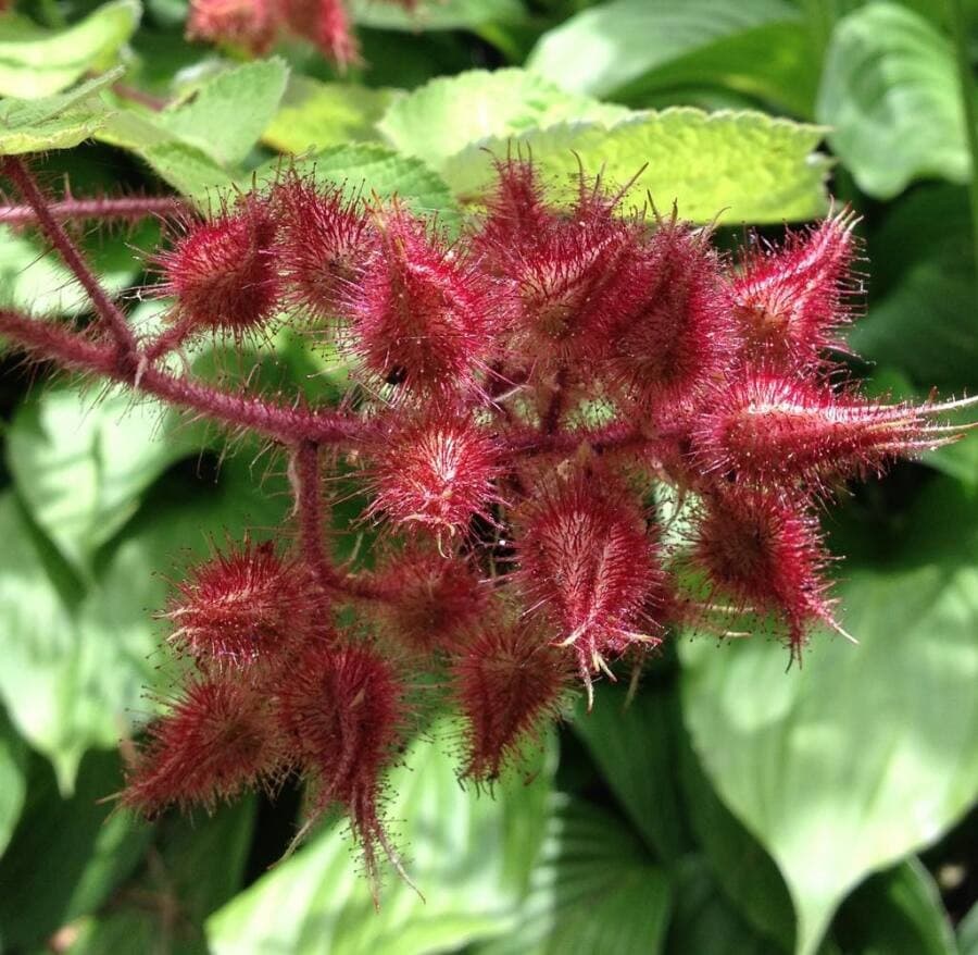 wineberry