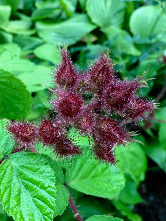 wineberry