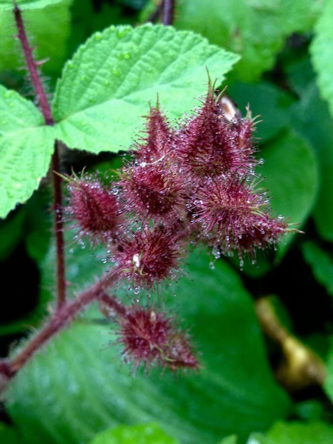 wineberry