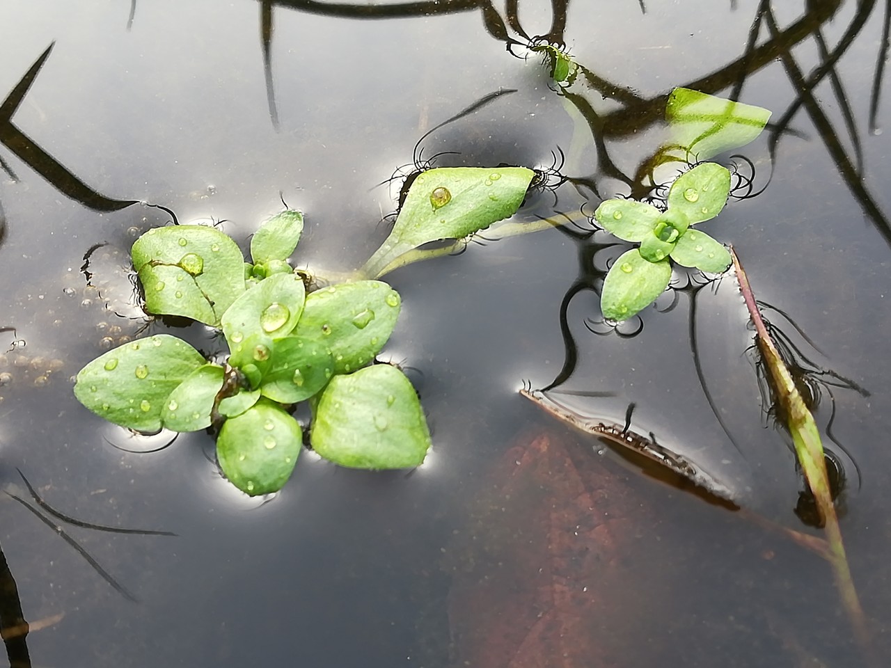 common water starwort