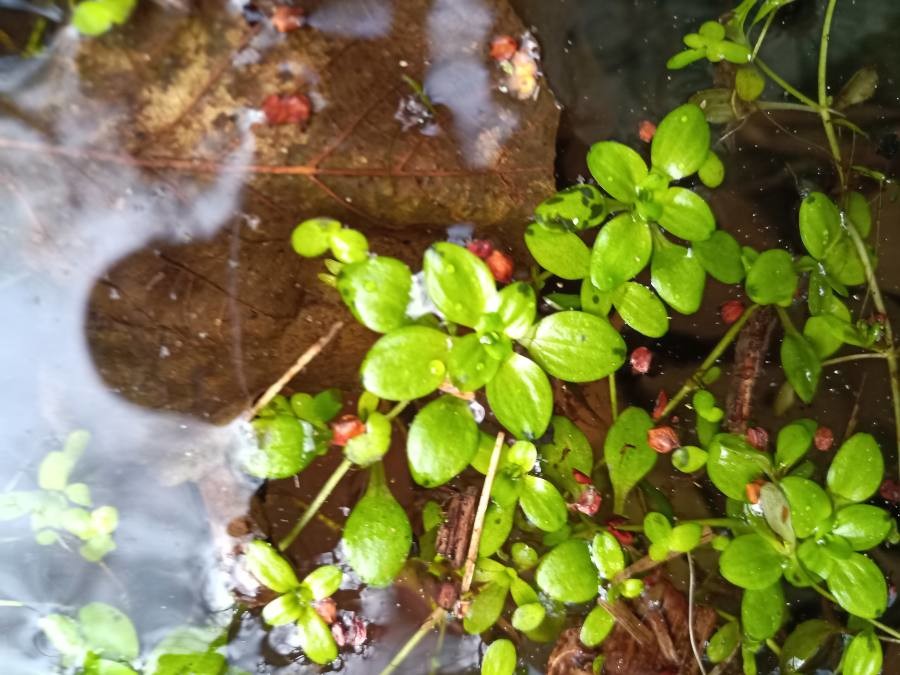 common water starwort