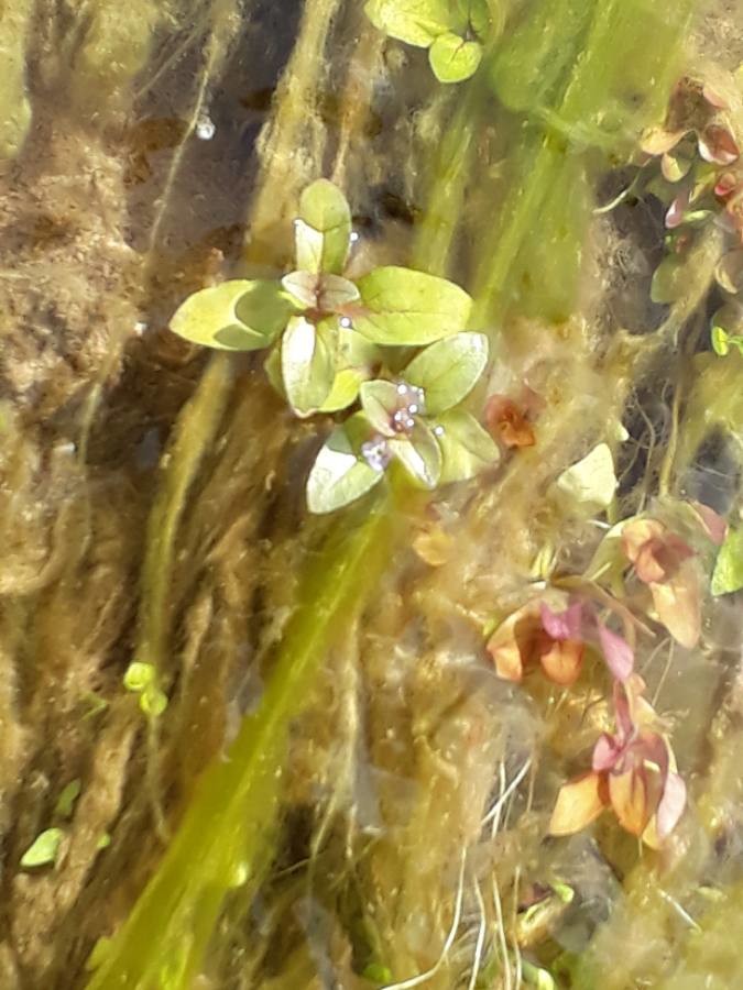 common water starwort