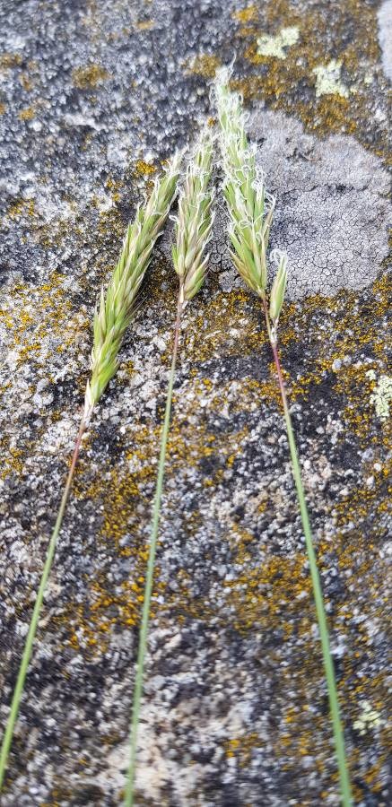 sweet vernal grass