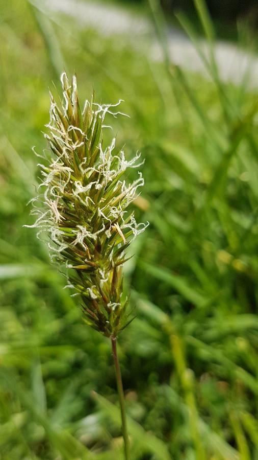 sweet vernal grass