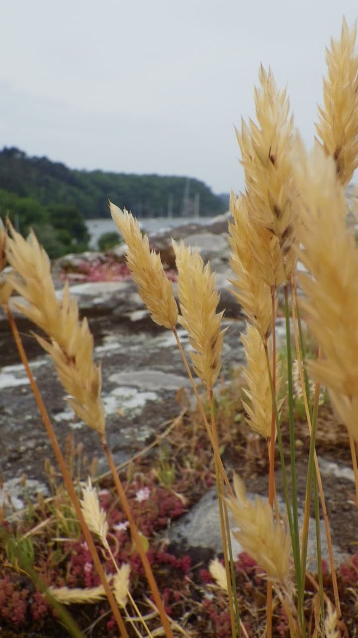 sweet vernal grass