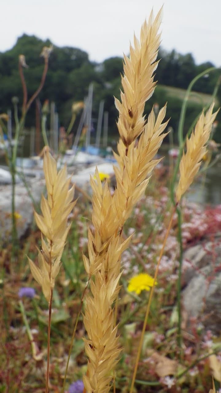 sweet vernal grass