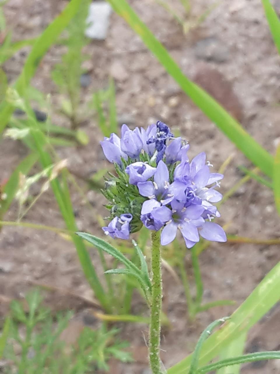 blue thimble flower