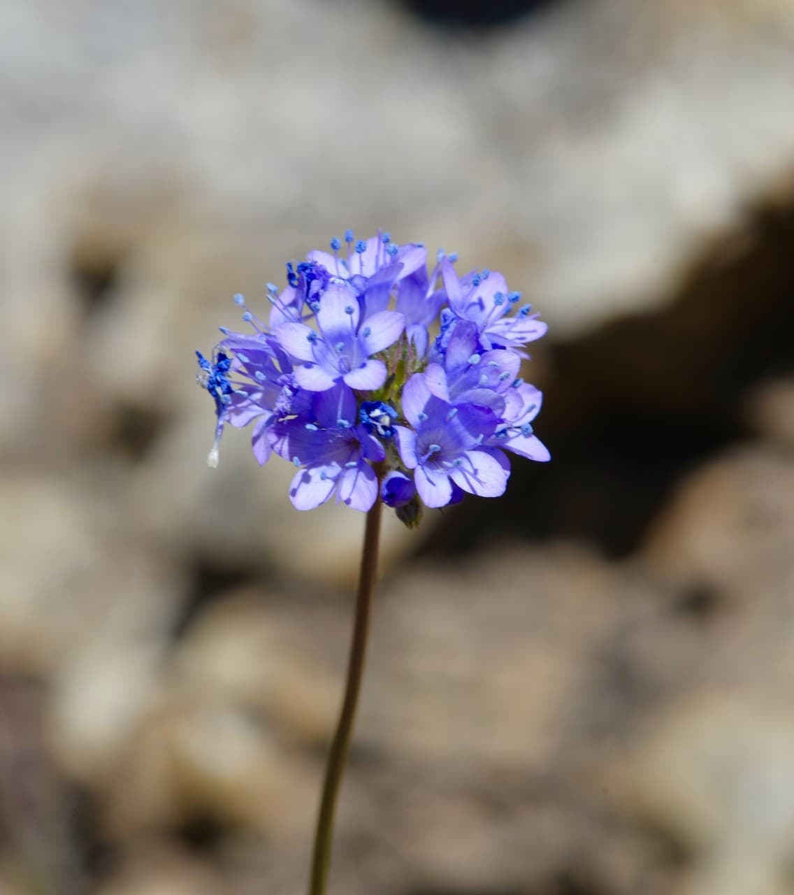 blue thimble flower