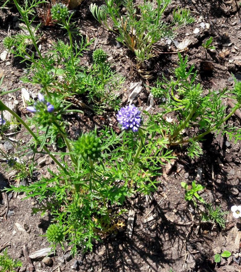 blue thimble flower