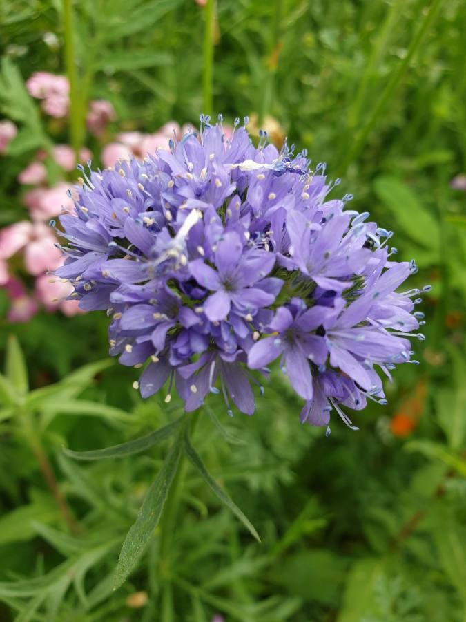 blue thimble flower