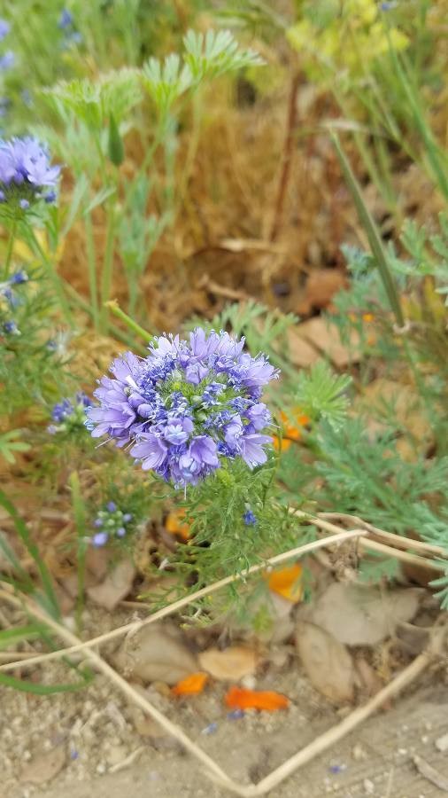 blue thimble flower