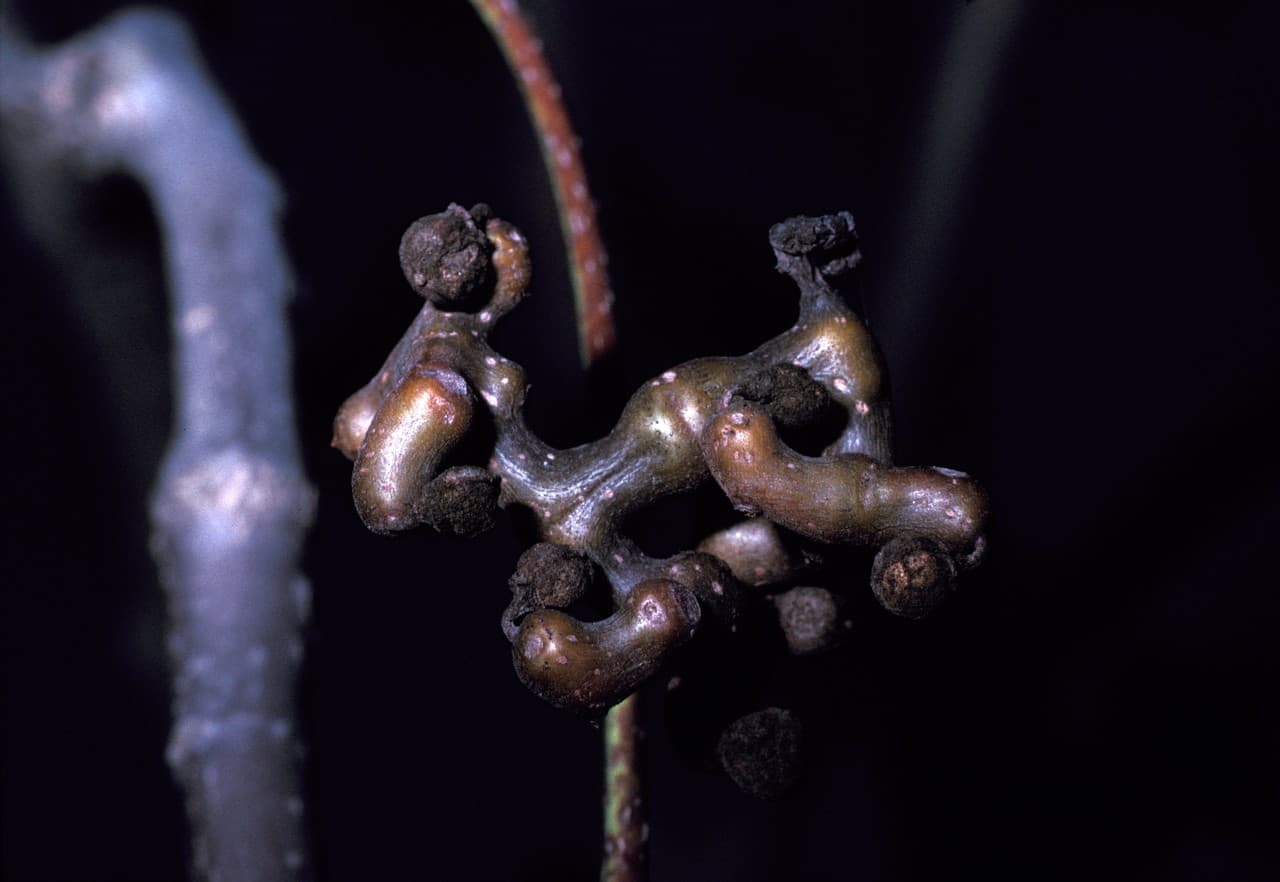 Chinese raisin tree