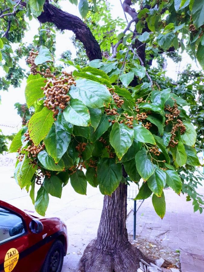 Chinese raisin tree