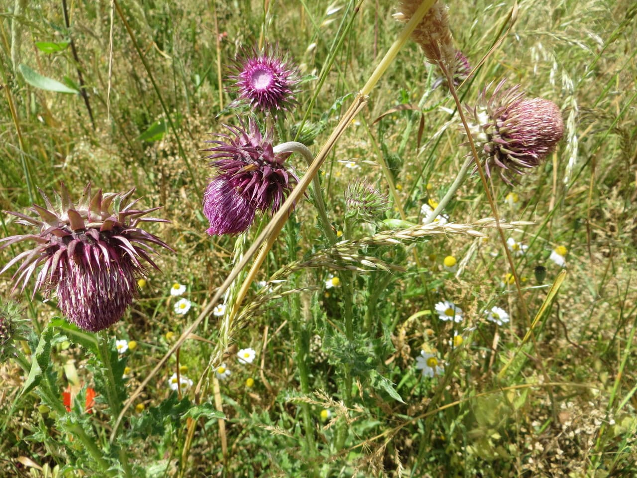 bank thistle