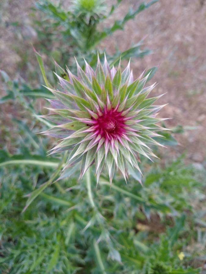 bank thistle