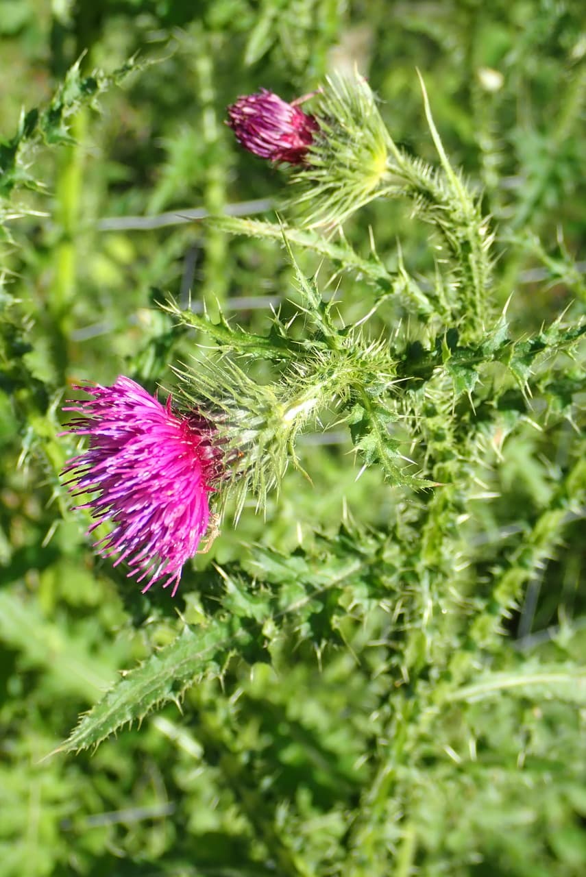 bank thistle