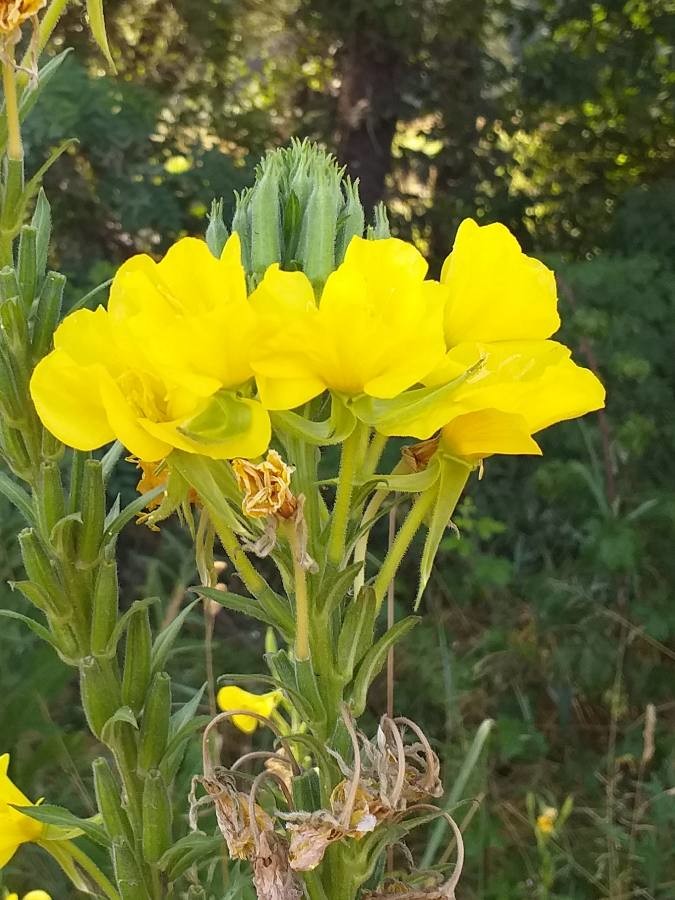 common evening primrose