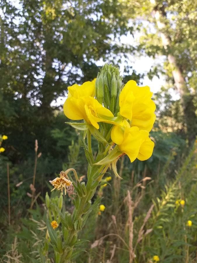 common evening primrose