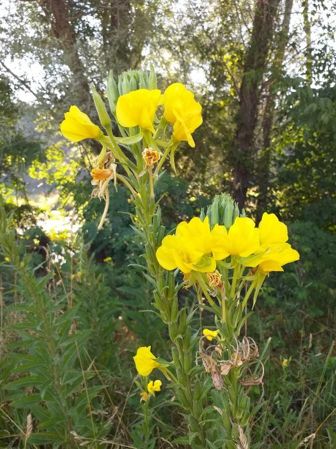 common evening primrose