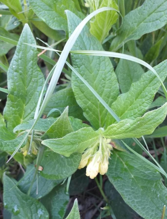 tuberous comfrey