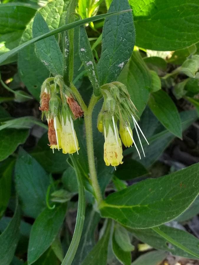 tuberous comfrey