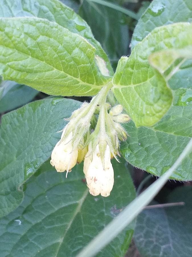 tuberous comfrey