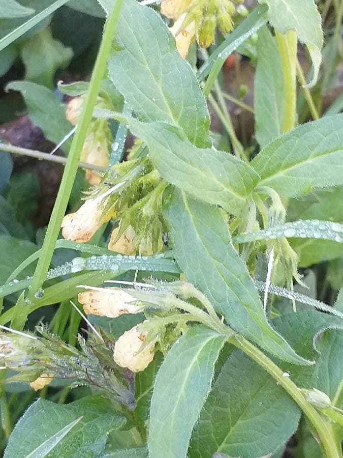 tuberous comfrey