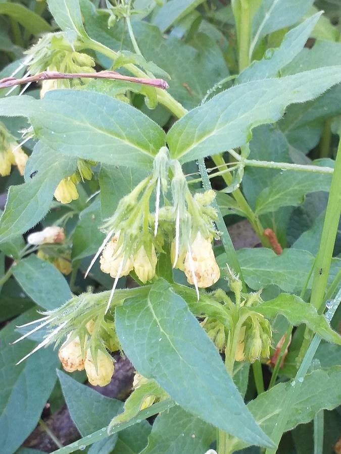 tuberous comfrey