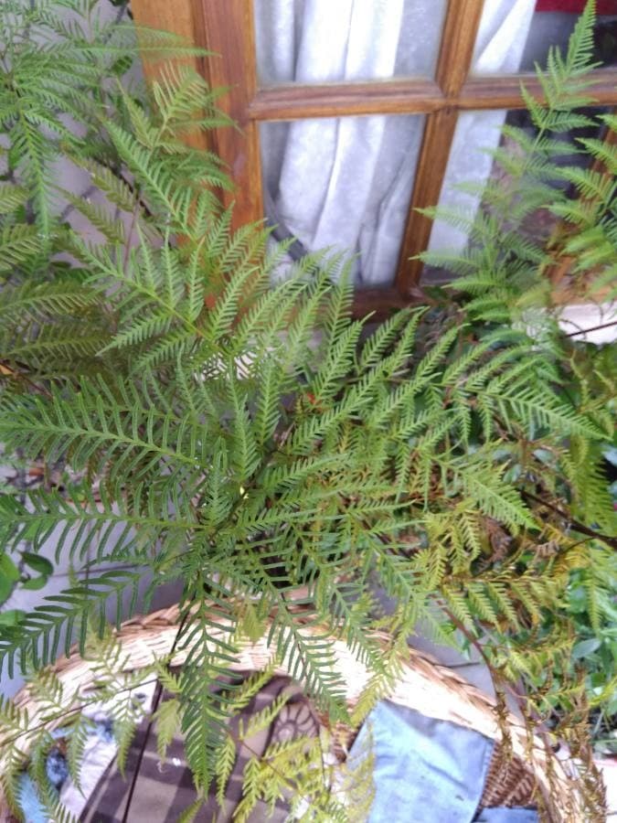 giant chain fern