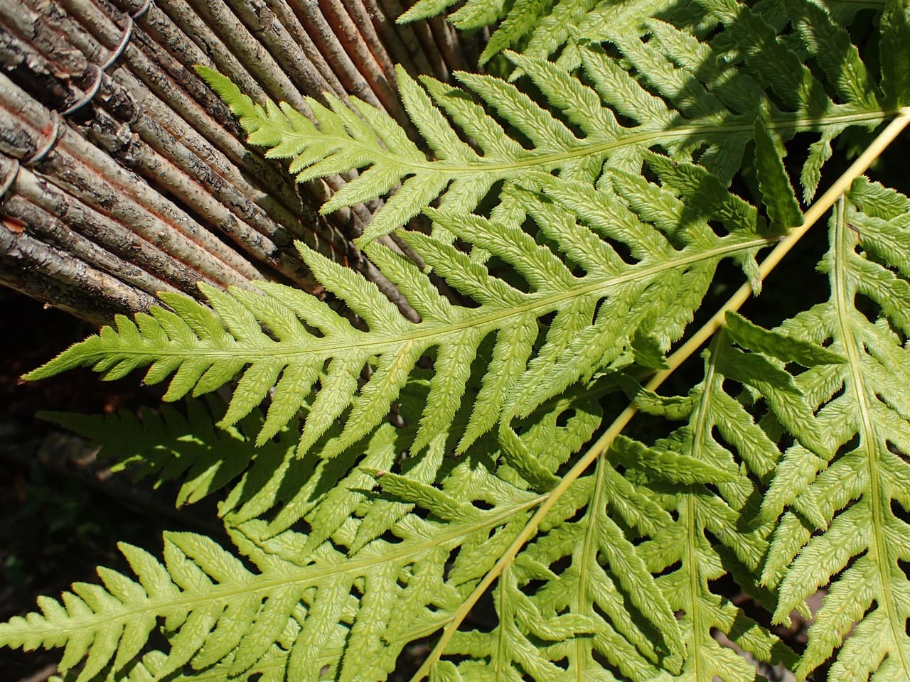 giant chain fern