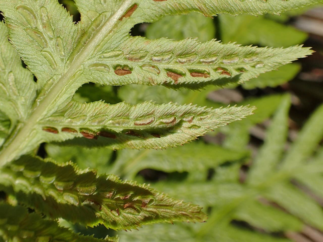 giant chain fern