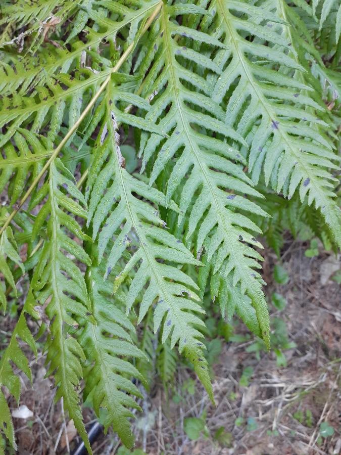 giant chain fern