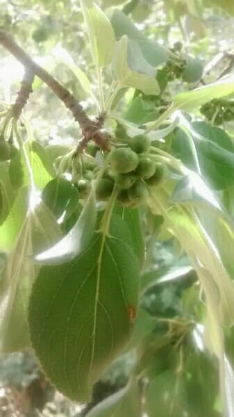 purging buckthorn