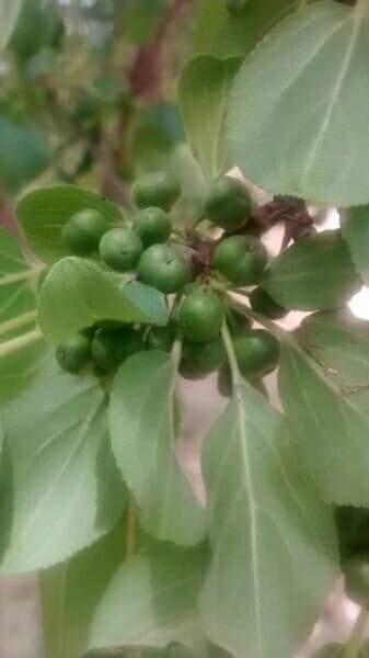 purging buckthorn