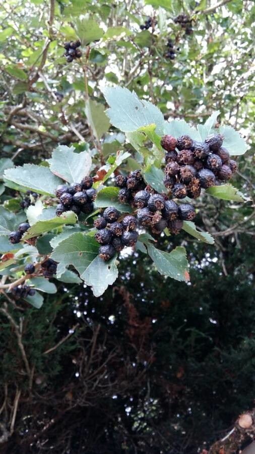 purging buckthorn