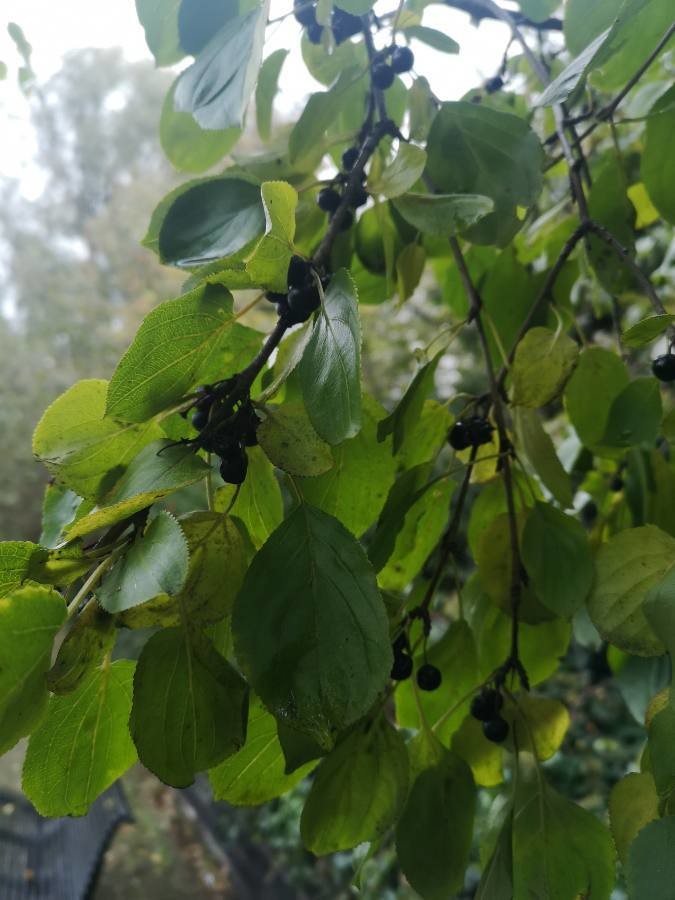 purging buckthorn