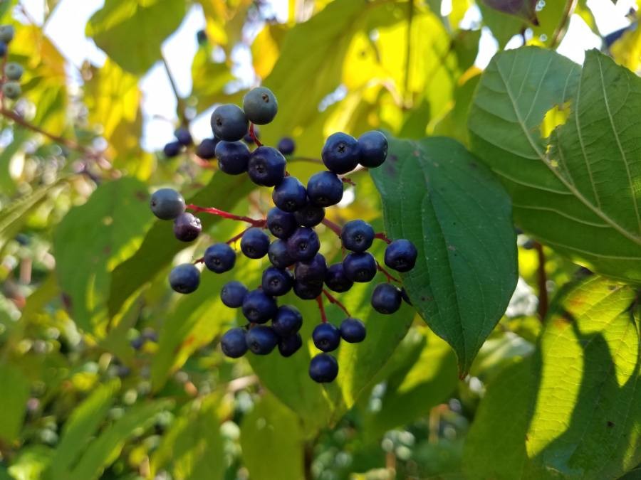 purging buckthorn