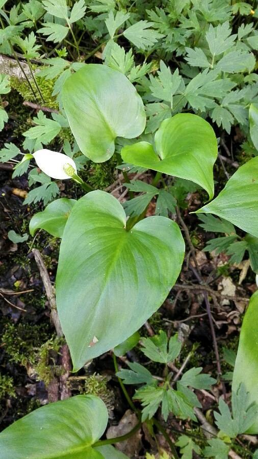 bog arum