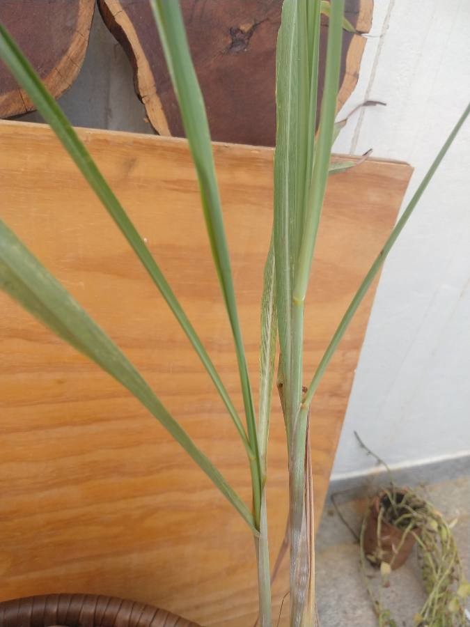 lemon grass