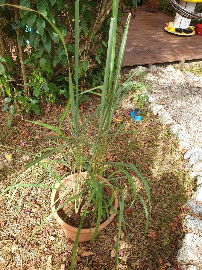 lemon grass