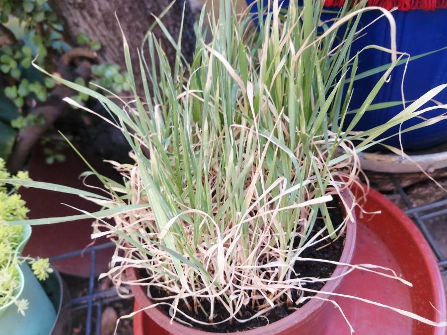 lemon grass